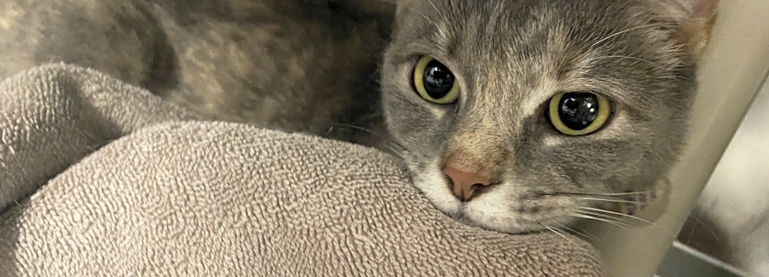 Looking to adopt a pet? Here are 3 cool kitties to adopt now in Jersey City