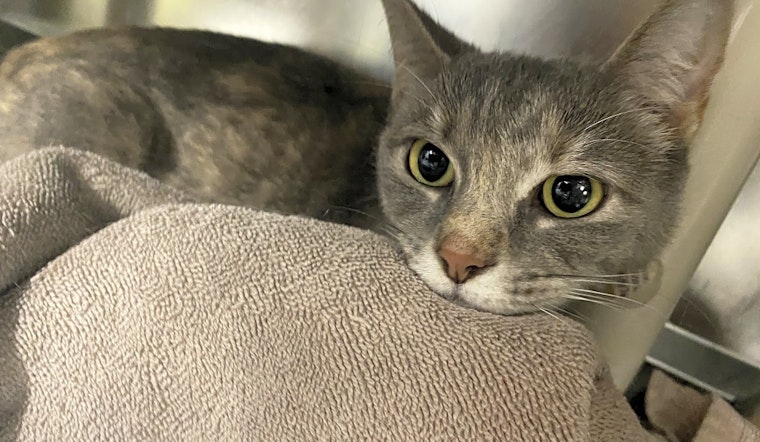 Looking to adopt a pet? Here are 3 cool kitties to adopt now in Jersey City