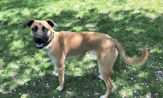 Looking to adopt a pet? Here are 7 lovable pups to adopt now in Minneapolis