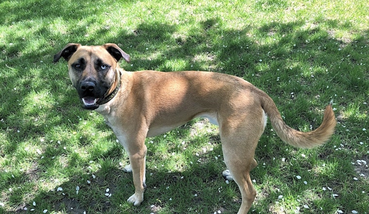 Looking to adopt a pet? Here are 7 lovable pups to adopt now in Minneapolis