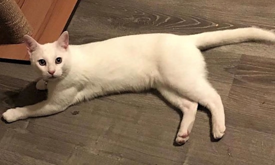 These Arlington-based cats are up for adoption and in need of good homes