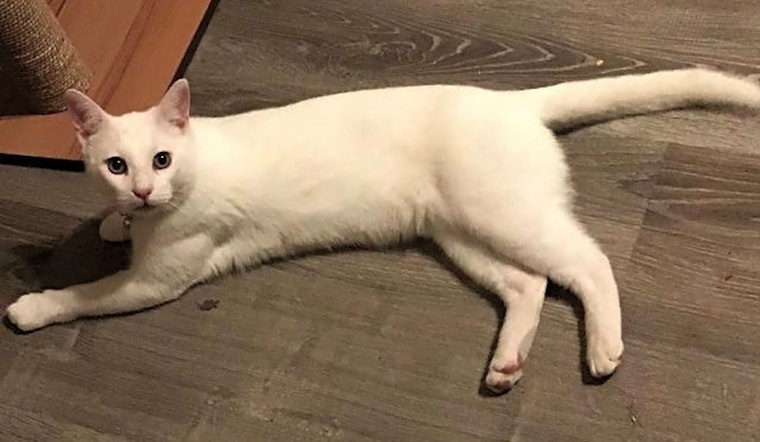 These Arlington-based cats are up for adoption and in need of good homes
