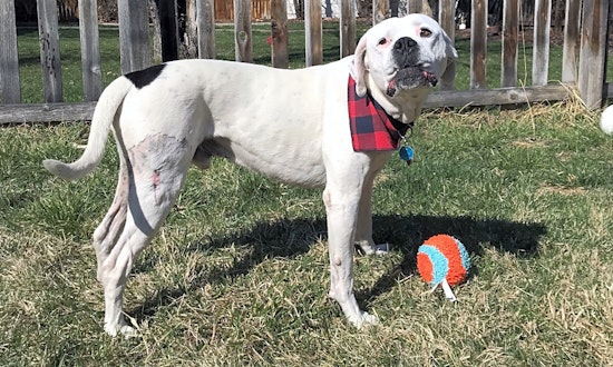 Always wanted a pet? Here are 6 lovable pups to adopt now in Denver