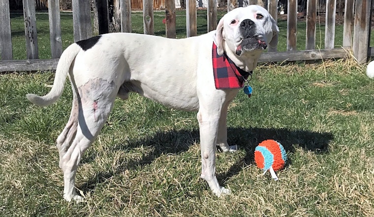 Always wanted a pet? Here are 6 lovable pups to adopt now in Denver