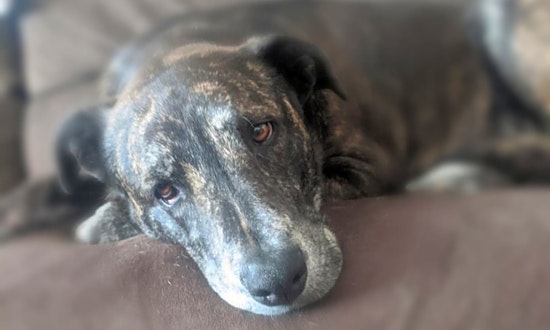 These Phoenix-based dogs are up for adoption and in need of a good home