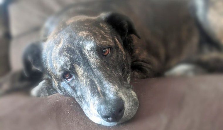 These Phoenix-based dogs are up for adoption and in need of a good home
