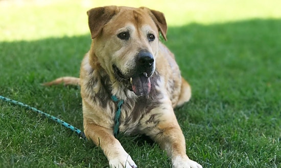 5 cuddly canines to adopt now in Los Angeles