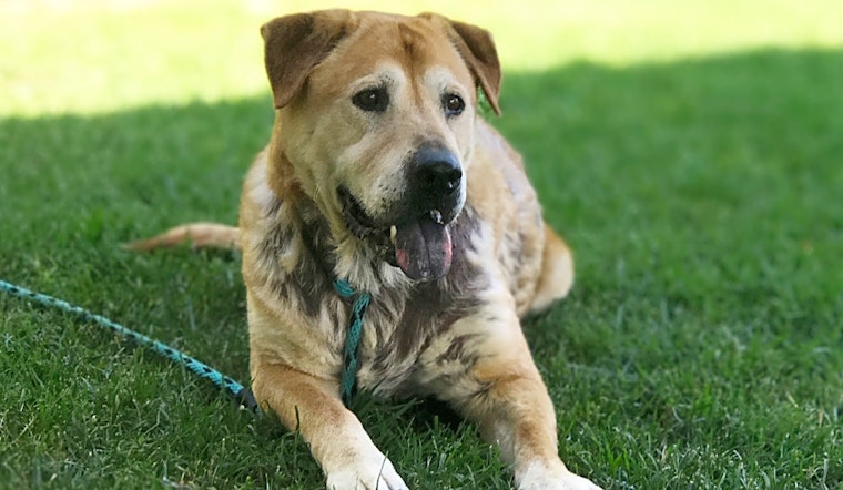 5 cuddly canines to adopt now in Los Angeles