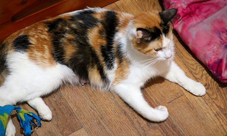4 cool kitties to adopt now in Long Beach