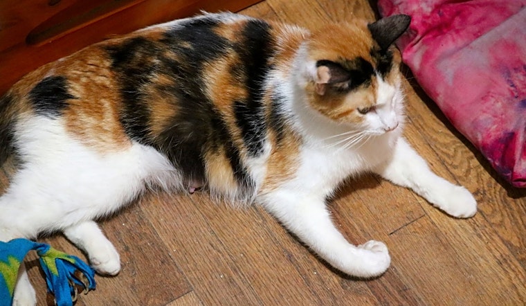 4 cool kitties to adopt now in Long Beach
