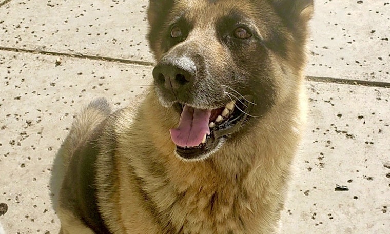 5 delightful doggies to adopt now in San Francisco
