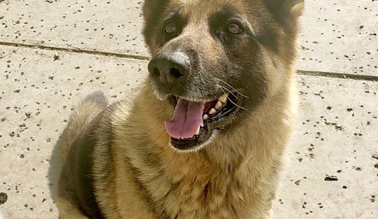 5 delightful doggies to adopt now in San Francisco