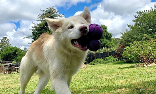 These Oakland-based doggies are up for adoption and in need of a good home