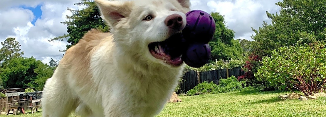 These Oakland-based doggies are up for adoption and in need of a good home