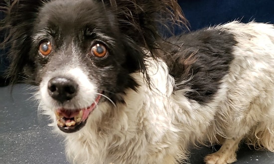 4 delightful doggies to adopt now in Portland