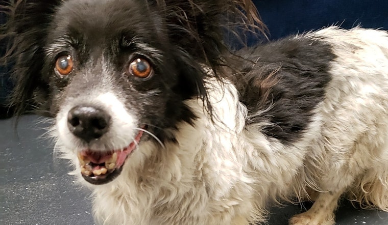 4 delightful doggies to adopt now in Portland