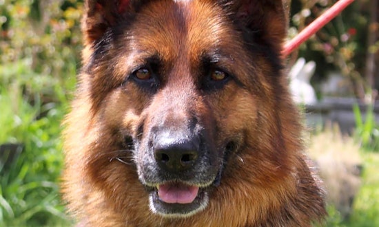 These Seattle-based canines are up for adoption and in need of a good home