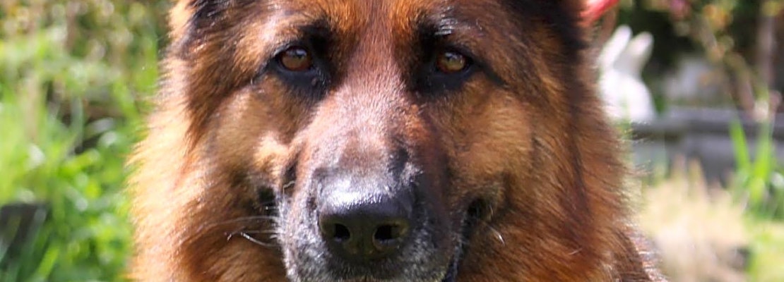 These Seattle-based canines are up for adoption and in need of a good home