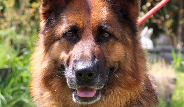 These Seattle-based canines are up for adoption and in need of a good home