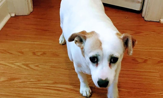 Looking to adopt a pet? Here are 3 lovable pups to adopt now in Stockton