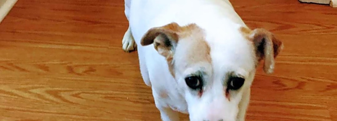 Looking to adopt a pet? Here are 3 lovable pups to adopt now in Stockton