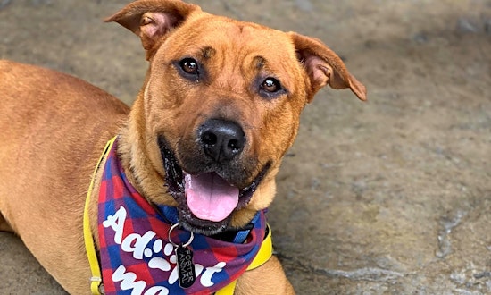 These Fort Worth-based canines are up for adoption and in need of good homes
