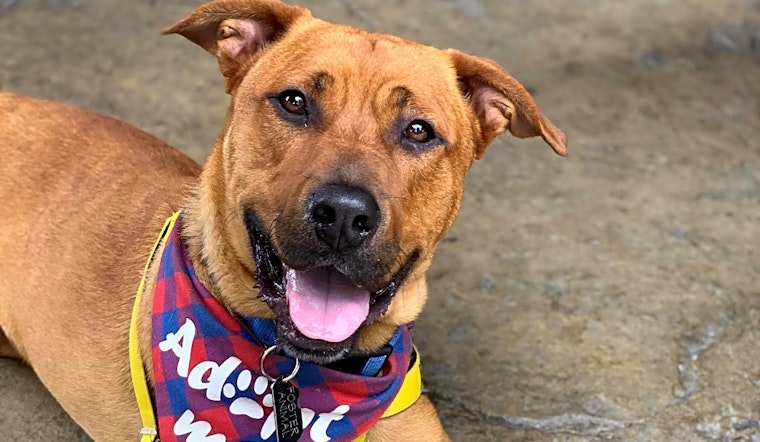 These Fort Worth-based canines are up for adoption and in need of good homes