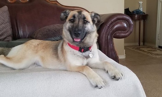These Plano-based canines are up for adoption and in need of good homes