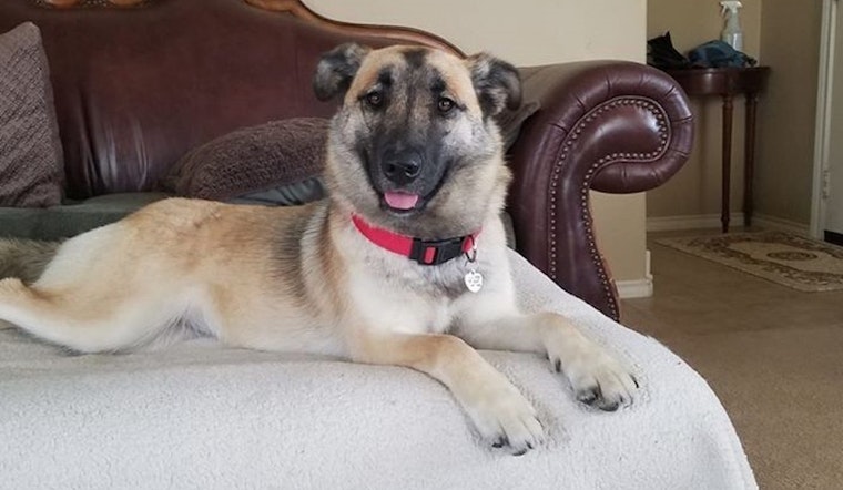 These Plano-based canines are up for adoption and in need of good homes