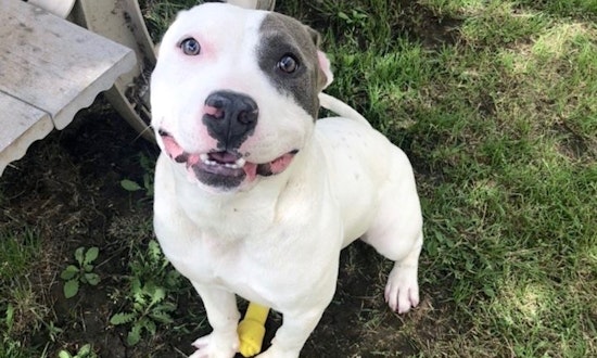 Always wanted a pet? Here are 5 lovable pups ready to adopt now in Austin