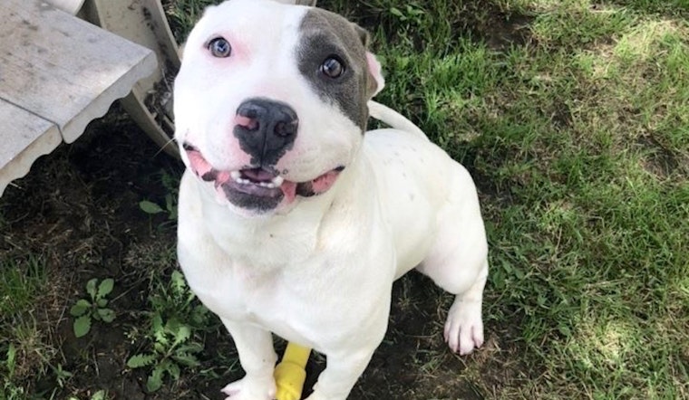 Always wanted a pet? Here are 5 lovable pups ready to adopt now in Austin