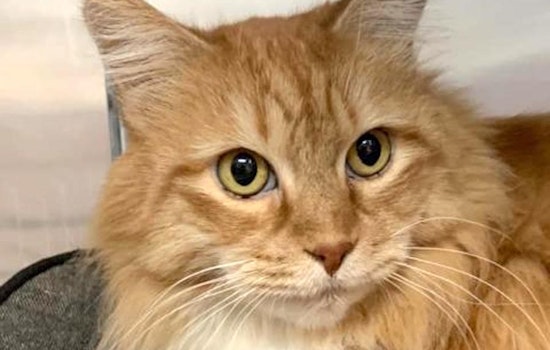 These Sacramento-based kitties are up for adoption and in need of a good home