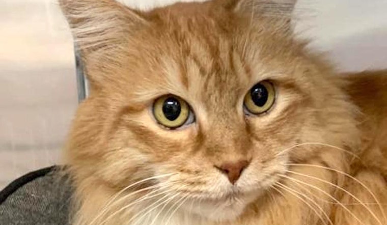 These Sacramento-based kitties are up for adoption and in need of a good home