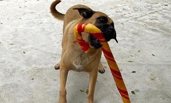 Want to adopt a pet? Here are 4 delightful doggies to adopt now in Miami