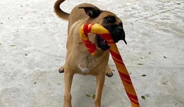 Want to adopt a pet? Here are 4 delightful doggies to adopt now in Miami