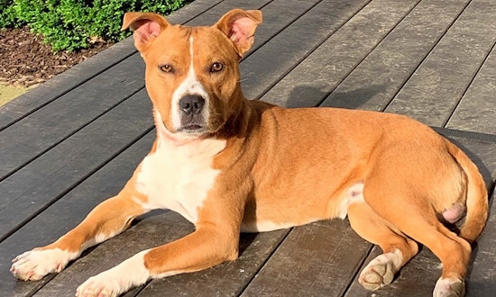 These Nashville-based pups are up for adoption and in need of a good home
