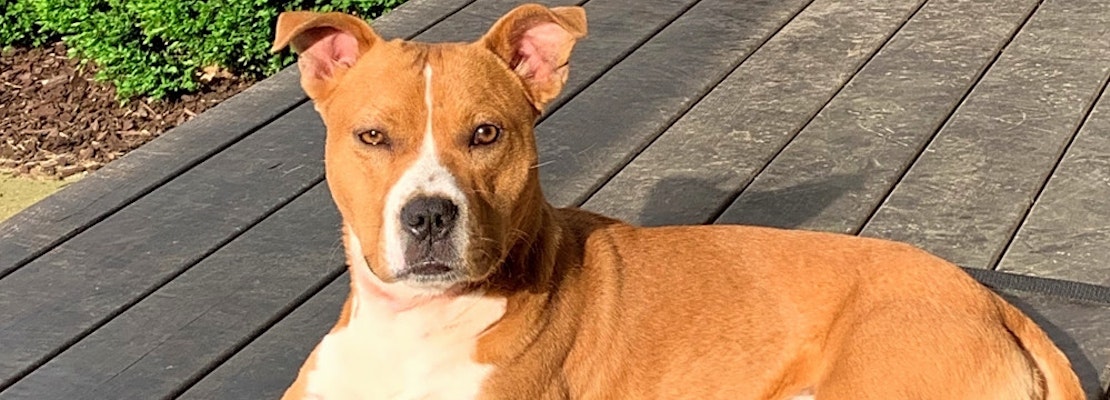 These Nashville-based pups are up for adoption and in need of a good home