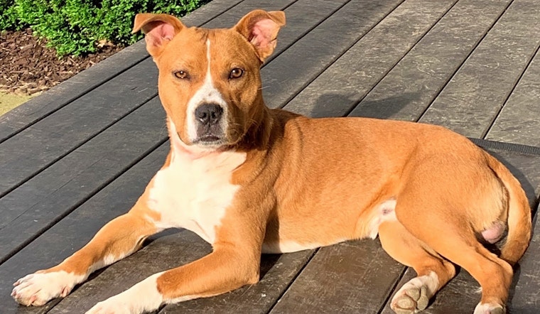 These Nashville-based pups are up for adoption and in need of a good home