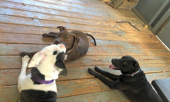 These Atlanta-based doggies are up for adoption and in need of a good home