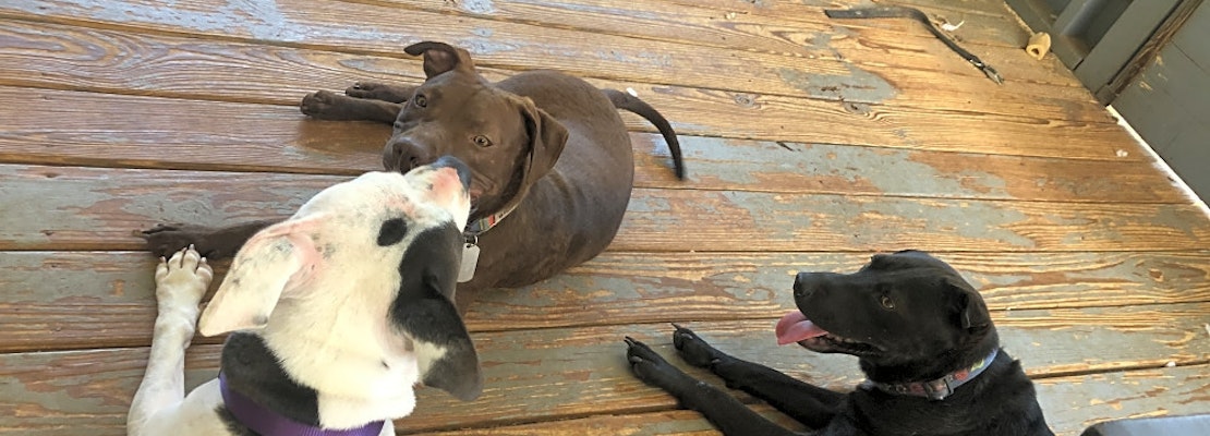 These Atlanta-based doggies are up for adoption and in need of a good home