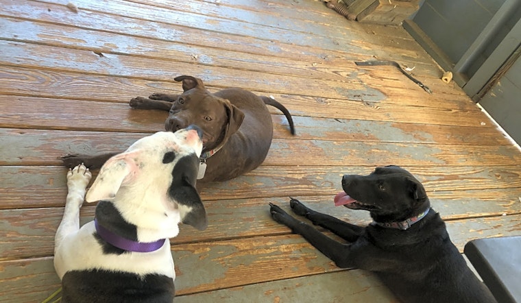 These Atlanta-based doggies are up for adoption and in need of a good home