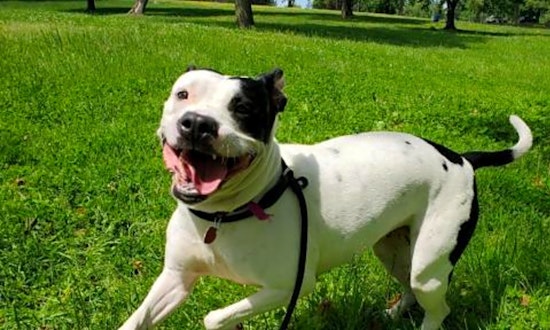 5 lovable pups to adopt now in Philadelphia