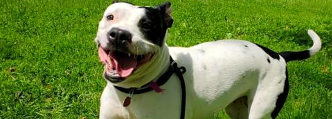 5 lovable pups to adopt now in Philadelphia