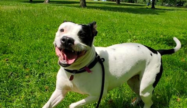5 lovable pups to adopt now in Philadelphia