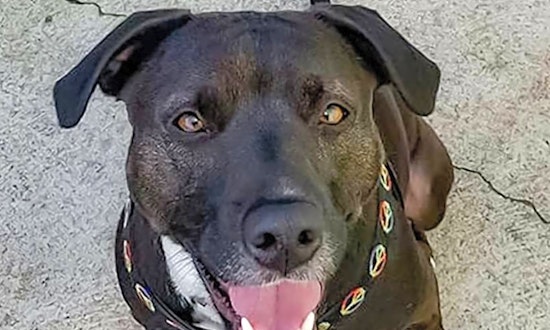 4 cuddly canines to adopt now in Boston