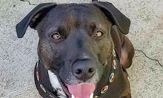 4 cuddly canines to adopt now in Boston