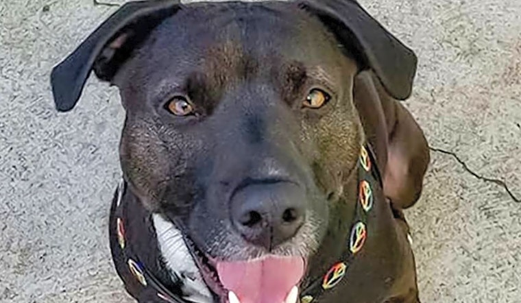 4 cuddly canines to adopt now in Boston