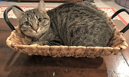 Want to adopt a pet? Here are 6 cuddly kittens to adopt now in Orlando