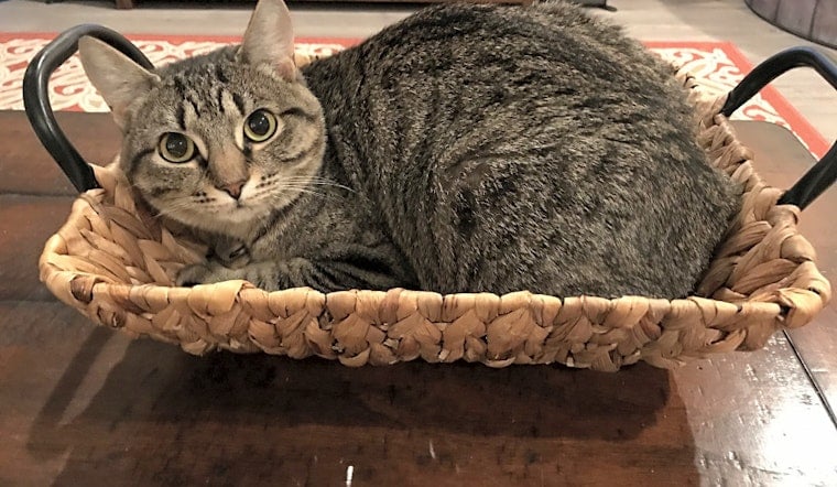 Want to adopt a pet? Here are 6 cuddly kittens to adopt now in Orlando