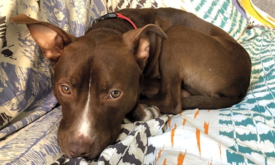 These Chicago-based doggies are up for adoption and in need of a good home